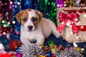 Zusätzliche Fotos: Jack Russell Terrier Welpe
