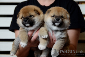 Foto №3. Hübscher Shiba-Inu-Junge. Weißrussland