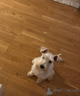 Foto №3. Welpe Tsvergshlauser, Mädchen, 6 Monate.. Serbien