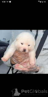 Foto №1. japan-spitz - zum Verkauf in der Stadt Birkenwerder | 339€ | Ankündigung № 161339