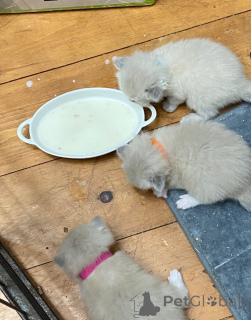 Foto №4. Ich werde verkaufen ragdoll-katze in der Stadt Wiener Neustadt. züchter - preis - 150€