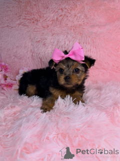 Foto №1. yorkshire terrier - zum Verkauf in der Stadt Montpellier | verhandelt | Ankündigung № 169423