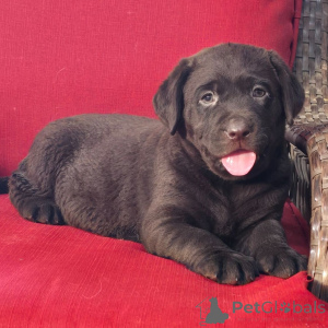 Foto №1. labrador retriever - zum Verkauf in der Stadt Berlin | 600€ | Ankündigung № 176361