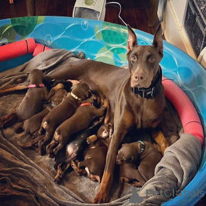 Foto №1. dobermann - zum Verkauf in der Stadt Aarhus | 750€ | Ankündigung № 173504