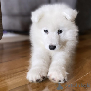 Foto №3. Vier bezaubernde Samojedenwelpen zu verkaufen. Kontaktieren Sie mich per. Deutschland