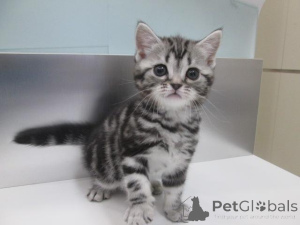 Foto №2 zu Ankündigung № 159563 zu verkaufen american shorthair - einkaufen Deutschland quotient 	ankündigung