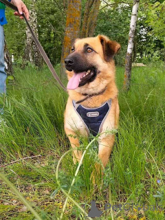 Foto №1. mischlingshund - zum Verkauf in der Stadt Moskova | Frei | Ankündigung № 163650