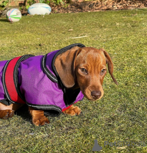 Foto №3. 3 Dackelwelpen sind verspielte, neugierige und liebenswerte Begleiter. Mit ihren. Frankreich