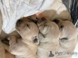 Foto №2 zu Ankündigung № 147418 zu verkaufen golden retriever - einkaufen USA züchter