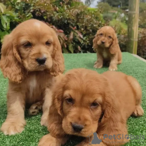 Foto №1. english cocker spaniel - zum Verkauf in der Stadt Toulouse | 400€ | Ankündigung № 31688