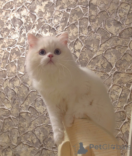 Foto №3. Schottische Kätzchen. Russische Föderation