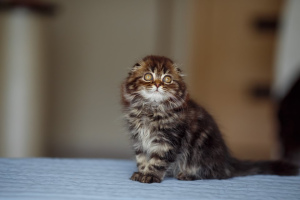 Foto №4. Ich werde verkaufen highland falde in der Stadt Winniza. vom kindergarten - preis - 228€