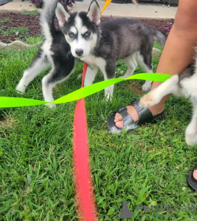 Foto №1. alaskan malamute - zum Verkauf in der Stadt Iowa City | 379€ | Ankündigung № 111388