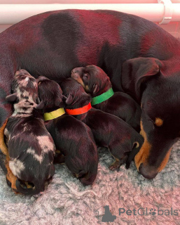 Foto №1. dackel - zum Verkauf in der Stadt Christchurch | 1453€ | Ankündigung № 166199