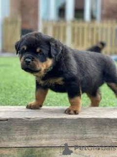Foto №3. Adorables Chiots Rottweiler zu verkaufen. Frankreich