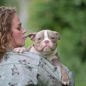 Foto №3. American Bulls Micro, NANO. Weißrussland