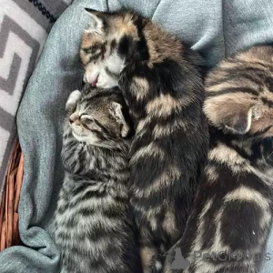 Foto №1. bengal katzenrasse - zum Verkauf in der Stadt Wandern | 380€ | Ankündigung № 167253