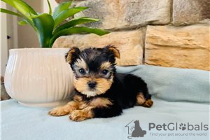 Foto №3. Teacup Yorkshire Terrier Welpe zur kostenlosen Adoption. Deutschland