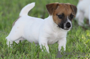 Foto №1. jack russell terrier - zum Verkauf in der Stadt Erfurt | Frei | Ankündigung № 105444