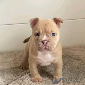 Foto №2 zu Ankündigung № 137154 zu verkaufen american bully, american pit bull terrier - einkaufen Deutschland züchter