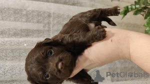 Foto №2 zu Ankündigung № 58236 zu verkaufen yorkshire terrier - einkaufen Türkei vom kindergarten