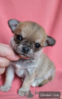 Foto №3. Junge Chihuahua rote Farbe. Russische Föderation