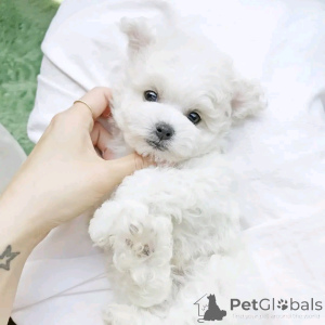 Foto №3. Bichon Frize Welpen Bereit Zuhen. USA