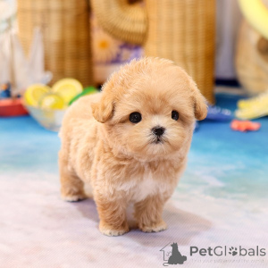 Foto №1. maltipu - zum Verkauf in der Stadt Alabama | verhandelt | Ankündigung № 152225