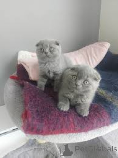 Foto №1. schottische faltohrkatze - zum Verkauf in der Stadt Helsinki | 700€ | Ankündigung № 161074