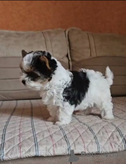 Foto №3. Biber. Georgien