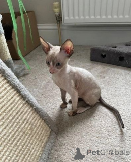 Foto №1. cornish rex - zum Verkauf in der Stadt Burgdorf | 350€ | Ankündigung № 147335