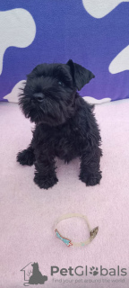 Foto №4. Ich werde verkaufen schnauzer in der Stadt Zrenjanin. züchter - preis - verhandelt