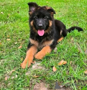 Foto №1. deutscher schäferhund - zum Verkauf in der Stadt Alain | verhandelt | Ankündigung № 169300
