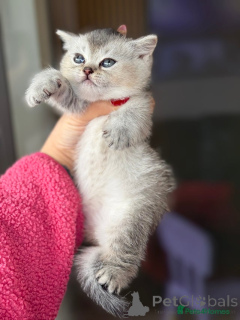 Foto №1. burmilla kurzhaar - zum Verkauf in der Stadt Клавие | 450€ | Ankündigung № 135819