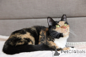 Foto №2 zu Ankündigung № 164182 zu verkaufen  - einkaufen Weißrussland aus dem tierheim