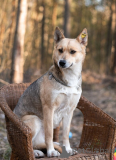 Foto №4. Ich werde verkaufen mischlingshund in der Stadt Москва.  - preis - Frei