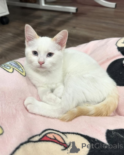 Foto №3. Hauskatze. Deutschland