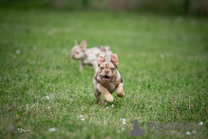 Foto №2 zu Ankündigung № 99152 zu verkaufen französische bulldogge - einkaufen Serbien züchter