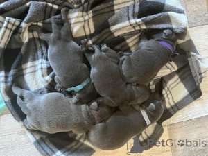 Foto №1. staffordshire bull terrier - zum Verkauf in der Stadt Valmiera | verhandelt | Ankündigung № 159991