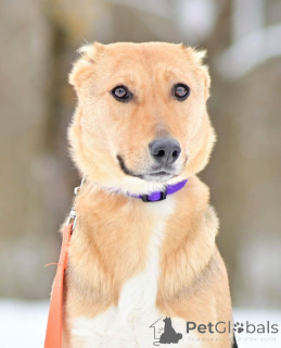 Foto №2 zu Ankündigung № 164558 zu verkaufen mischlingshund - einkaufen Russische Föderation quotient 	ankündigung