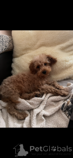 Zusätzliche Fotos: Adoption von Maltipoo (maltesischer Bichon; Pudel)