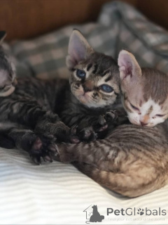 Foto №1. devon rex - zum Verkauf in der Stadt Romeno | verhandelt | Ankündigung № 161174