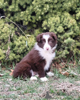 Foto №1. australian shepherd - zum Verkauf in der Stadt Achenkircch | verhandelt | Ankündigung № 171693