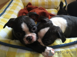 Foto №1. boston terrier - zum Verkauf in der Stadt Тилбург | Frei | Ankündigung № 123936