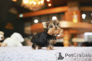 Foto №1. yorkshire terrier - zum Verkauf in der Stadt New Orleans | verhandelt | Ankündigung № 155000