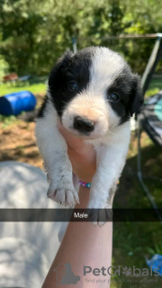 Foto №4. Ich werde verkaufen border collie in der Stadt Iowa City. quotient 	ankündigung - preis - 379€