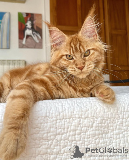 Foto №1. maine-coon-katze - zum Verkauf in der Stadt Colorado Springs | 284€ | Ankündigung № 103252