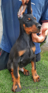 Foto №4. Ich werde verkaufen dobermann in der Stadt Sremska Mitrovica. züchter - preis - verhandelt