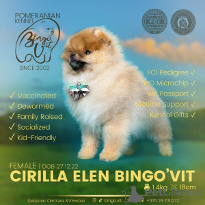 Zusätzliche Fotos: Show-Prospekt Pomeranian Spitz Mädchen