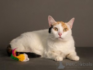 Foto №4. Ich werde verkaufen  in der Stadt Moskova. quotient 	ankündigung - preis - Frei